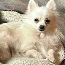 Thumbnail photo of Tiny Tim #2