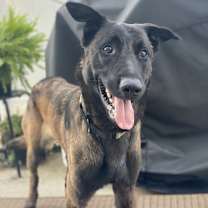 Thumbnail photo of Coby - Located in Maryland #1