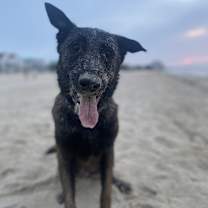 Thumbnail photo of Coby - Located in Maryland #2