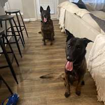 Thumbnail photo of Coby - Located in Maryland #3