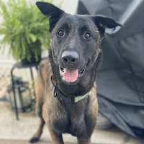 Thumbnail photo of Coby - Located in Maryland #4