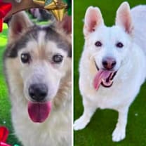 Thumbnail photo of Alice #2