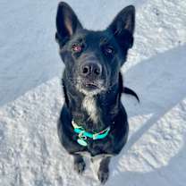 Thumbnail photo of Nala #1