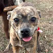 Thumbnail photo of Archidamia #2