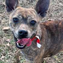 Thumbnail photo of Archidamia #3