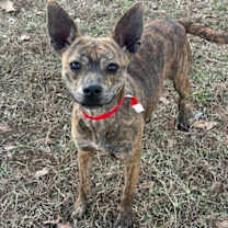 Thumbnail photo of Archidamia #4