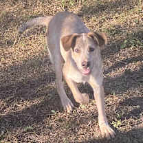 Thumbnail photo of Jax #1