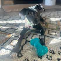 Thumbnail photo of Nelly aka Athena #1