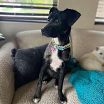 Thumbnail photo of Nelly aka Athena #3