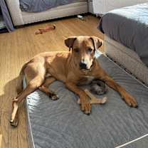 Thumbnail photo of Koa #1