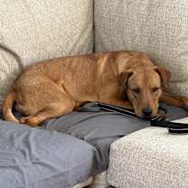 Thumbnail photo of Koa #2