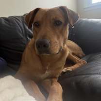 Thumbnail photo of Koa #3