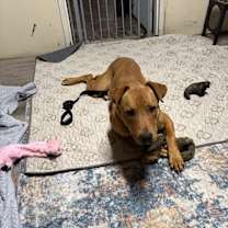 Thumbnail photo of Koa #4