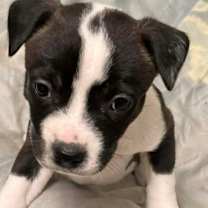 Thumbnail photo of Pep #2