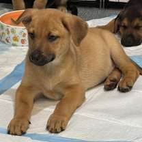 Thumbnail photo of Thor #1