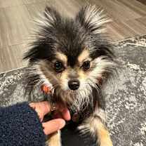 Thumbnail photo of Cinder #3