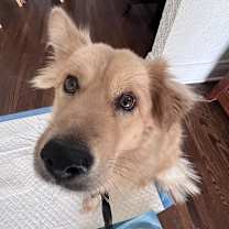 Thumbnail photo of Stardust #3