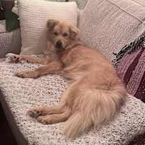 Thumbnail photo of Stardust #4