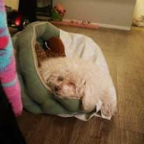 Thumbnail photo of Benny #2