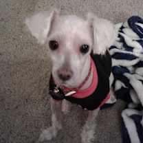 Thumbnail photo of Benny #3