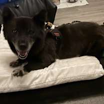 Thumbnail photo of Burrito #2