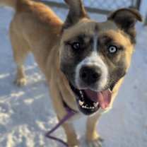 Thumbnail photo of Buck #1