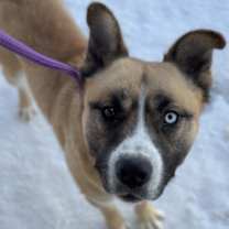 Thumbnail photo of Buck #2