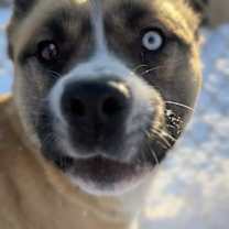 Thumbnail photo of Buck #3