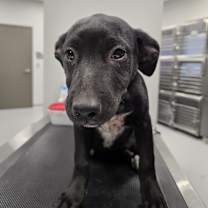 Thumbnail photo of Pistol #4