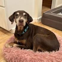 Thumbnail photo of Bird Dog #1