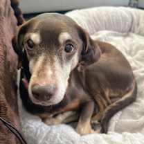 Thumbnail photo of Bird Dog #2