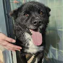 Thumbnail photo of Taquito #1