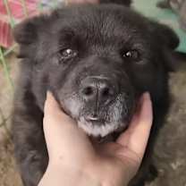 Thumbnail photo of Taquito #2