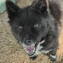 Thumbnail photo of Taquito #3