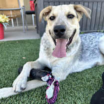 Thumbnail photo of Rocky #4