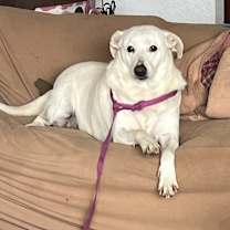 Thumbnail photo of Trixie #1