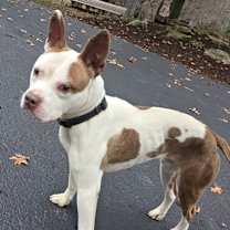 Thumbnail photo of Bradley #3