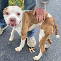 Thumbnail photo of Bradley #4