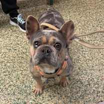 Thumbnail photo of Bleu #1