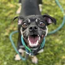 Thumbnail photo of Oscar #3