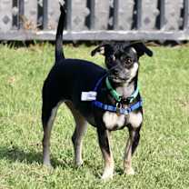 Thumbnail photo of Oscar #4