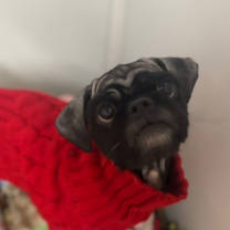 Thumbnail photo of Razi #1