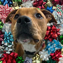 Thumbnail photo of Pip-Squeak #1