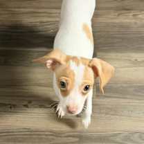 Thumbnail photo of Fern #1