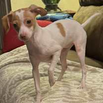 Thumbnail photo of Fern #2