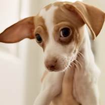 Thumbnail photo of Fern #3