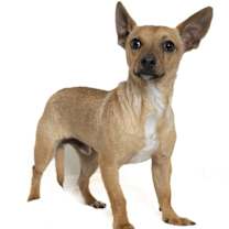 Thumbnail photo of Blitzen #2