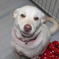 Thumbnail photo of Frosty #2