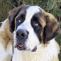 Thumbnail photo of Sensational Saint Uno = WOW !!! #1