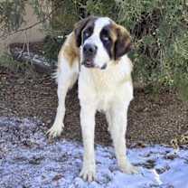 Thumbnail photo of Sensational Saint Uno = WOW !!! #2